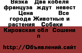  Вязка ! Два кобеля француза ,ждут  невест.. › Цена ­ 11 000 - Все города Животные и растения » Собаки   . Кировская обл.,Сошени п.